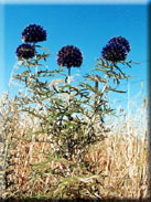 Echinops strigosus