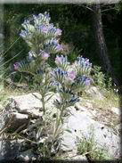 Echium albicans