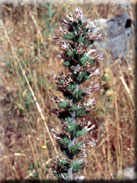 Echium boissieri