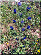 Echium creticum subsp. coincyanum