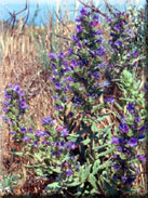 Echium gaditanum