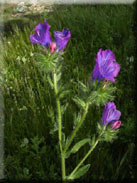 Echium plantagineum