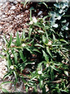 Eclipta prostrata