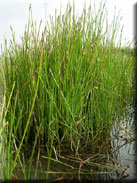 Eleocharis palustris