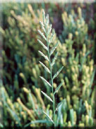 Elymus elongatus subsp. elongatus