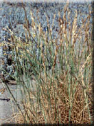 Elymus farctus subsp. boreali-atlanticus