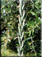 Elymus repens subsp. repens