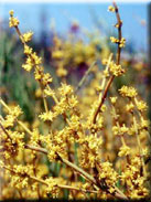 Ephedra fragilis subsp. fragilis