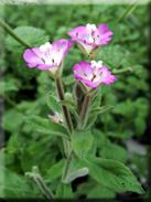 Epilobium hirsutum