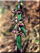 Epipactis tremolsii