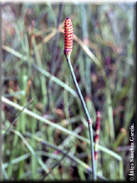 Equisetum ramosissimum