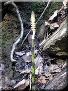 Equisetum telmateia