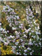 Erica arborea