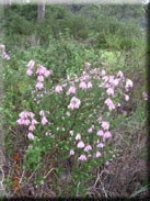 Erica australis