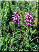 Erica ciliaris