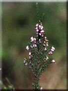 Erica erigena