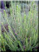 Erica scoparia subsp. scoparia