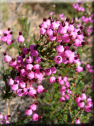 Erica umbellata