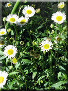 Erigeron karvinskianus