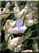 Erinacea anthyllis subsp. anthyllis