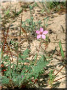 Erodium aethiopicum subsp. aethiopicum