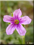 Erodium botrys