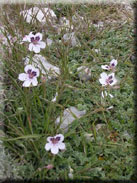 Erodium cheilanthifolium