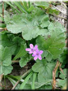 Erodium chium