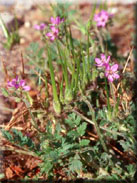 Erodium cicutarium