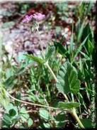 Erodium malacoides