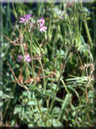 Erodium moschatum