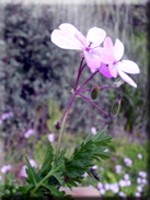 Erodium primulaceum