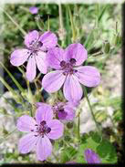 Erodium recoderi