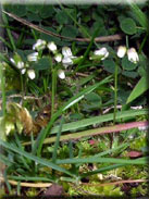 Erophila verna