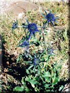 Eryngium aquifolium