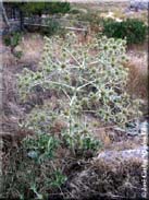 Eryngium campestre