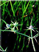 Eryngium corniculatum