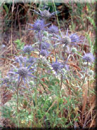 Eryngium dilatatum