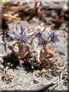 Eryngium galioides