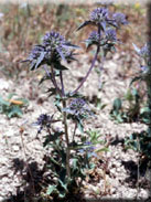 Eryngium ilicifolium