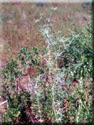 Eryngium tricuspidatum