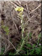 Erysimum rondae