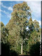 Eucalyptus camaldulensis