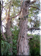 Eucalyptus globulus subsp. globulus