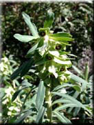 Euphorbia characias subsp. characias