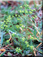 Euphorbia exigua subsp. exigua