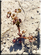 Euphorbia falcata subsp. falcata