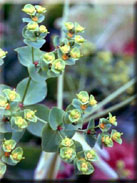 Euphorbia gaditana