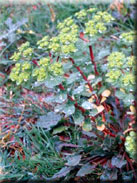 Euphorbia helioscopia subsp. helioscopia