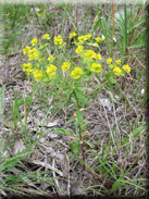 Euphorbia medicaginea